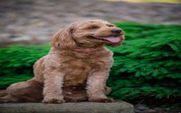 Mini Goldendoodle dogs for sale: Zara - Image 8