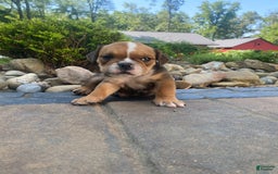 English Bulldog dogs for sale: Danny - Image 5