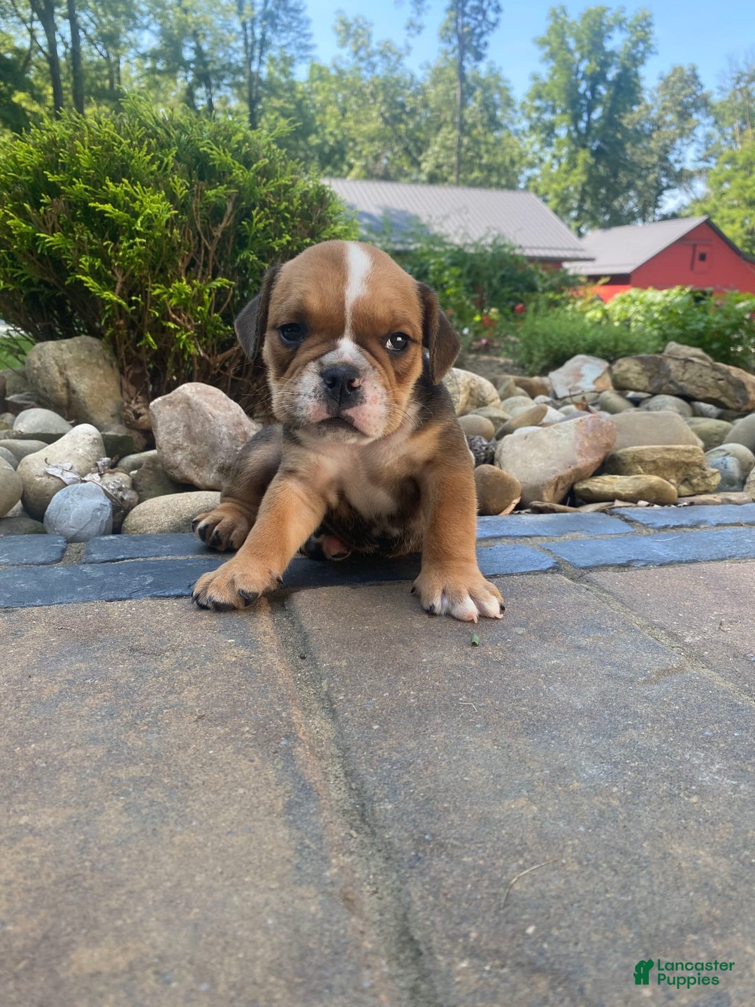 English Bulldog dogs for sale: Danny - Image 5