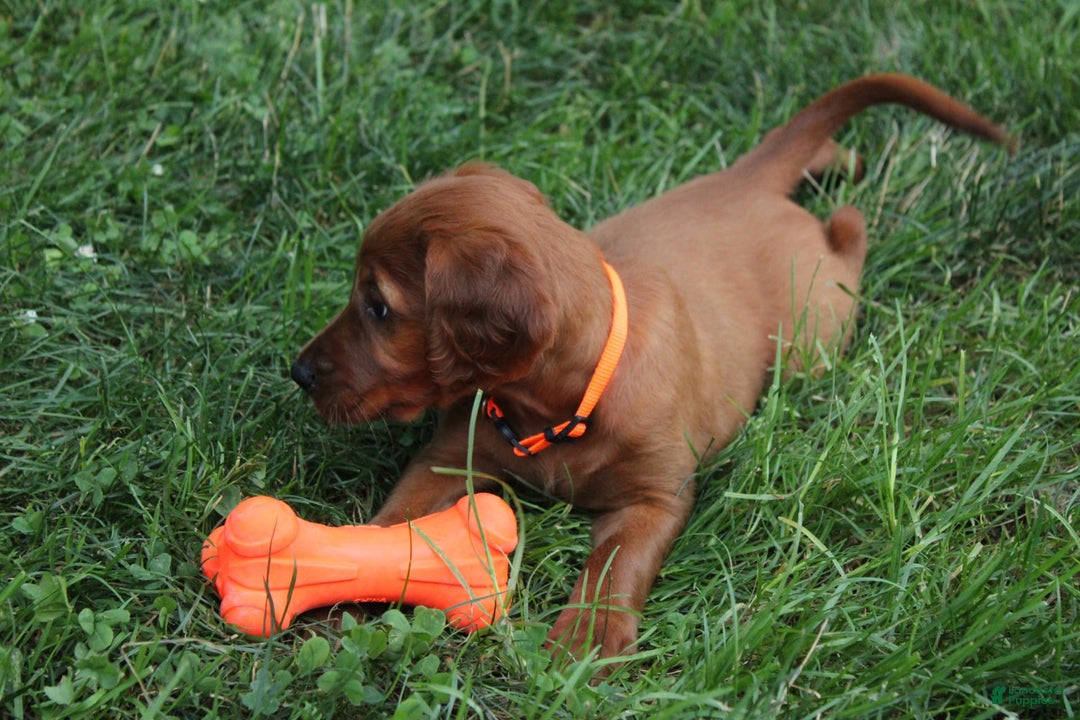 Irish Setter dogs for sale: Frances - Image 7