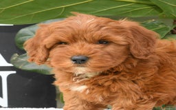 Mini Goldendoodle dogs for sale: Natasha - Image 9