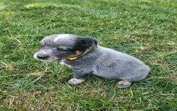 Australian Cattle Dog dogs for sale: Trixy - Image 2