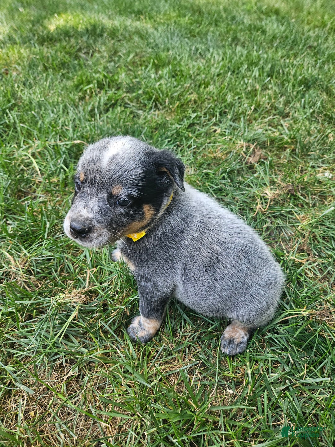 Australian Cattle Dog dogs for sale: Trixy - Image 2