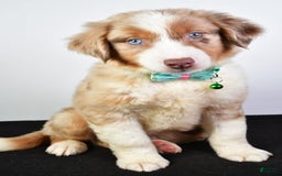 Australian Shepherd dogs for sale: Echo - Image 6