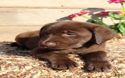 Labrador Retriever dogs for sale: Brandon - Image 3