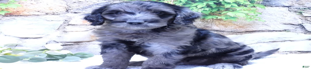 Blue F1b