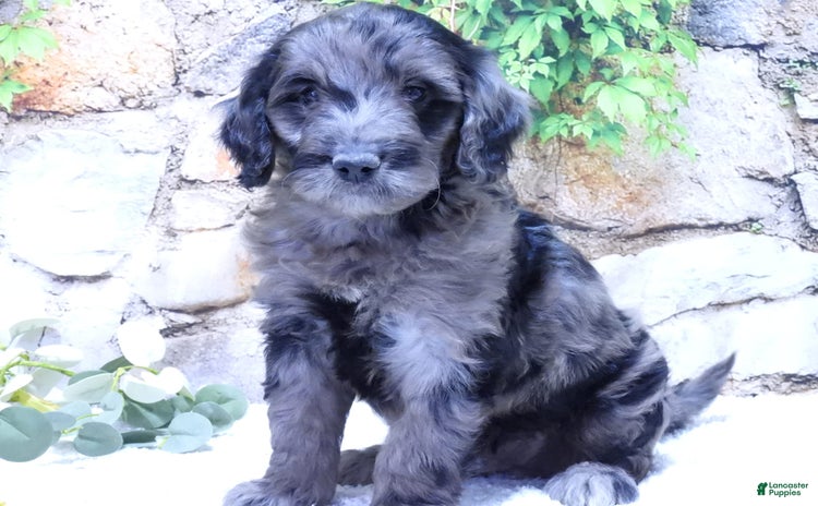 Mini Goldendoodle dogs for sale - Ad 1