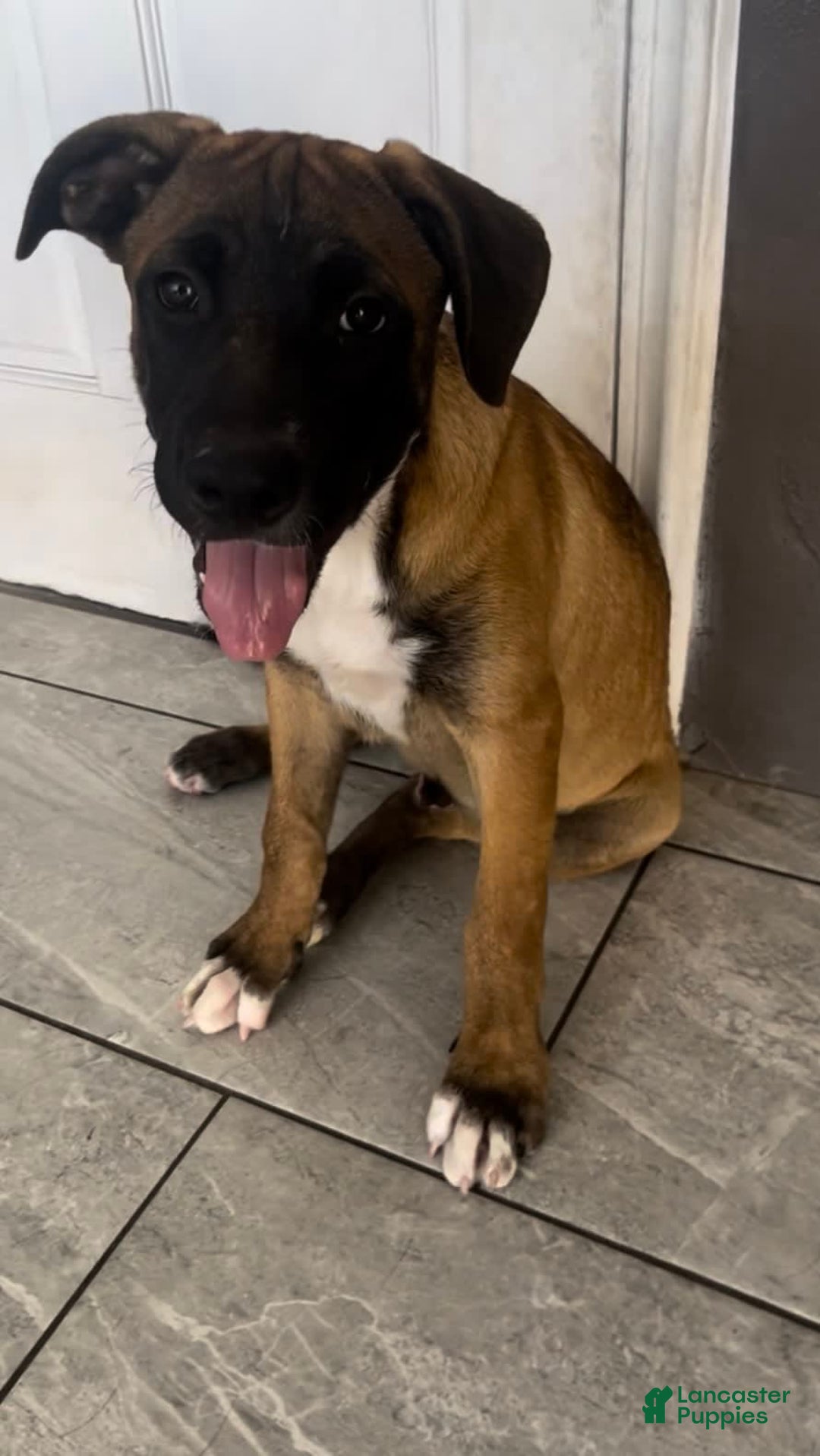 German Shepherd dogs for sale: Messi - Image 2
