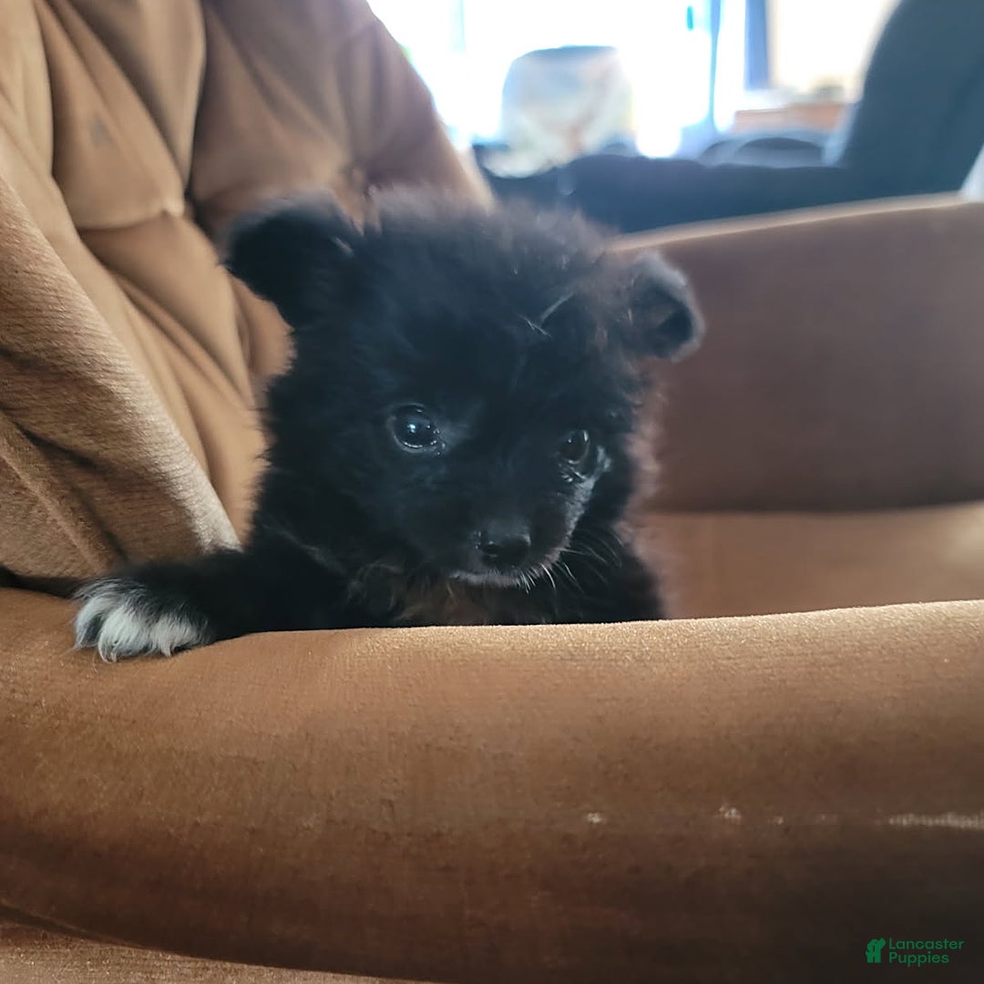 Pomeranian dogs for sale: Oreo - Image 3