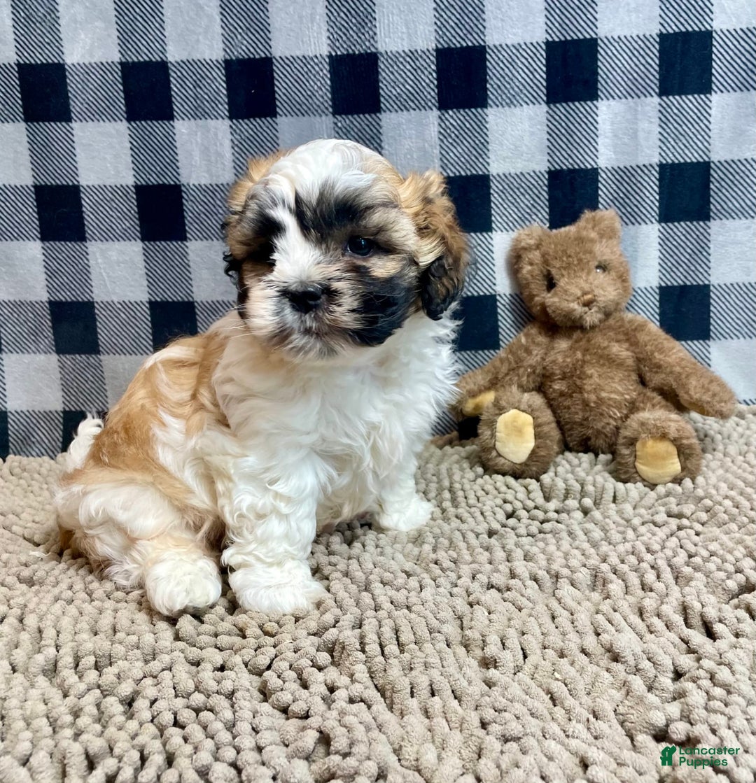 Teddy Bear dogs for sale: Adam - Image 6