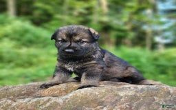 German Shepherd dogs for sale: Kora - Image 4