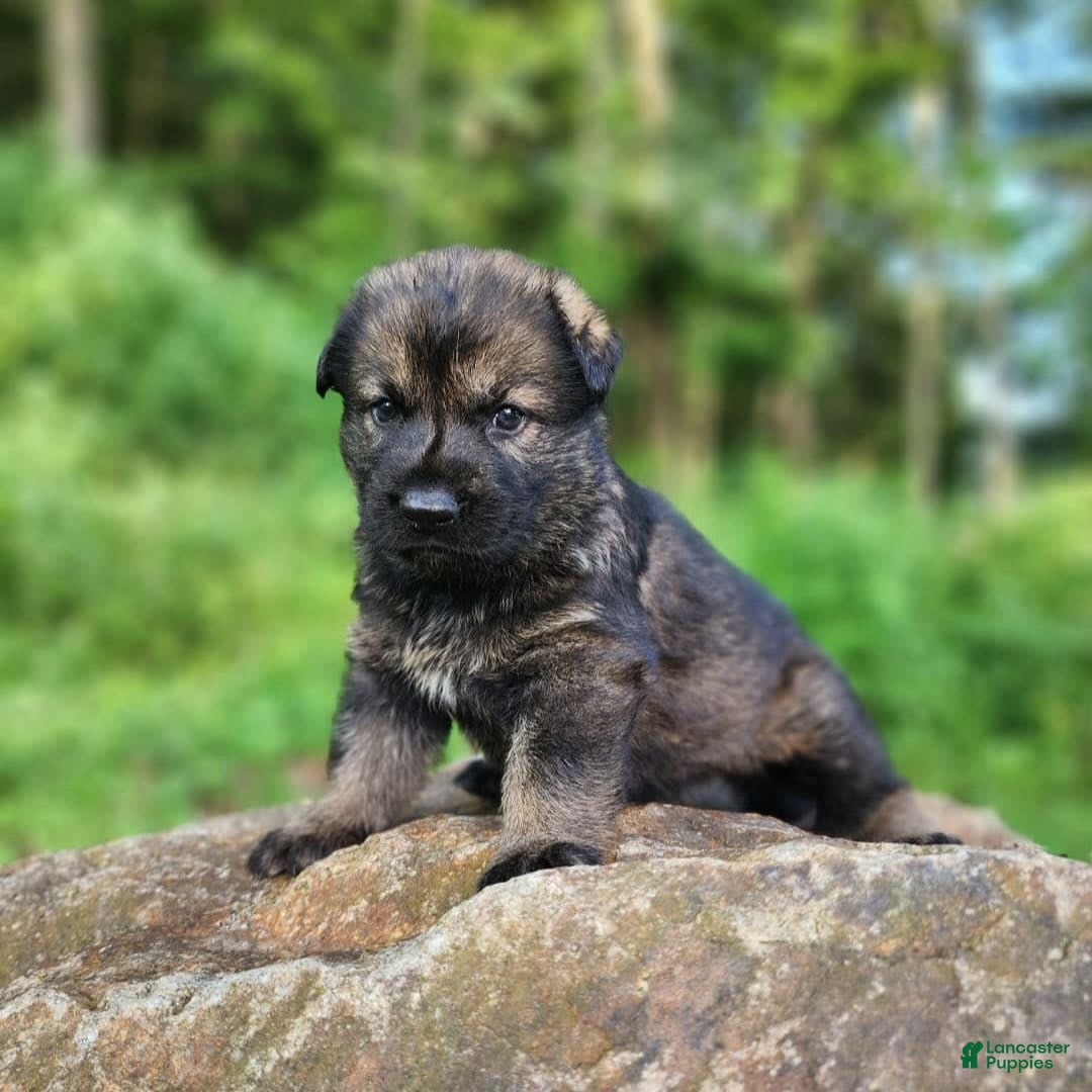 German Shepherd dogs for sale: Kora - Image 4