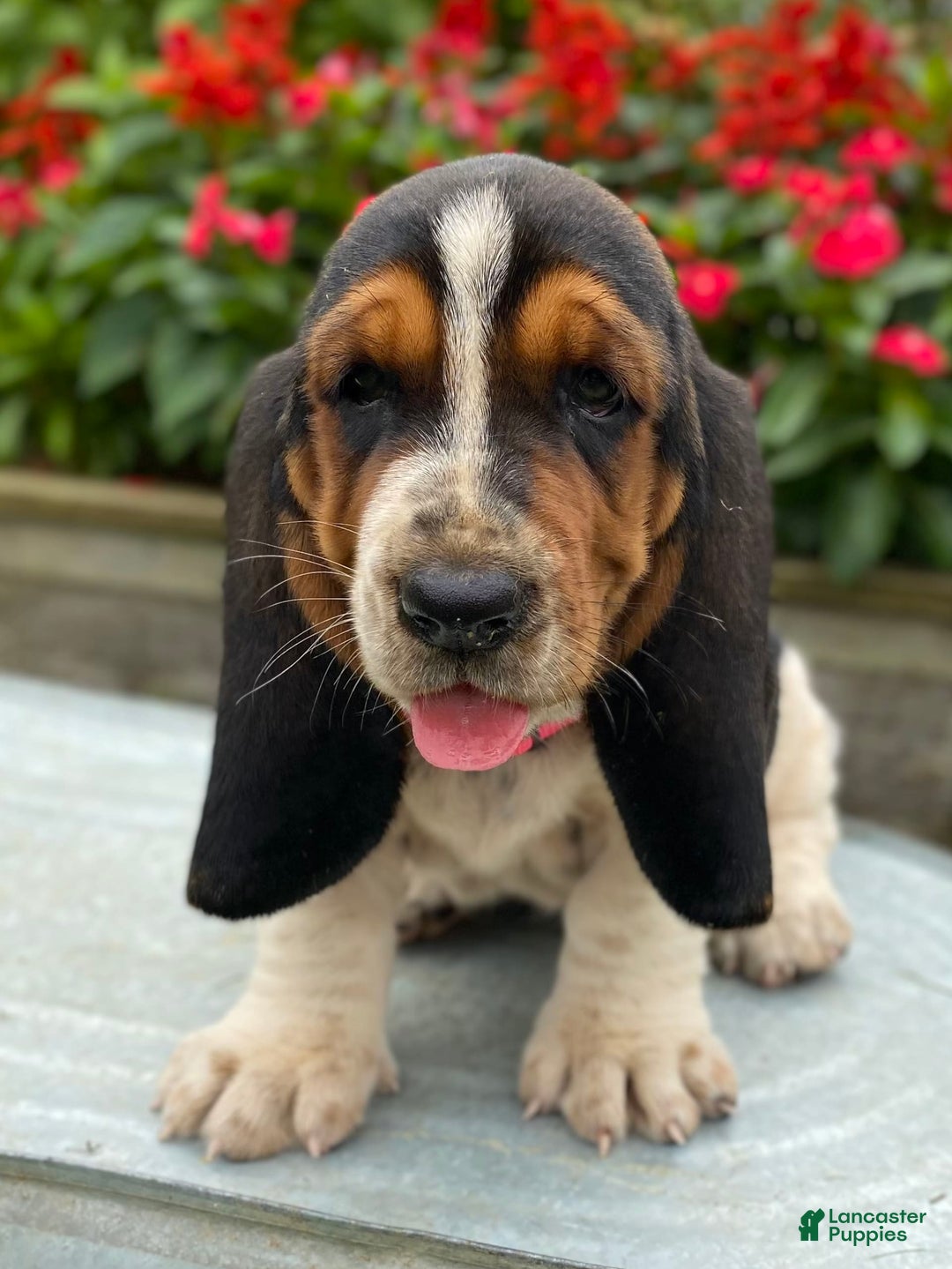 Basset Hound dogs for sale: Sally - Image 16