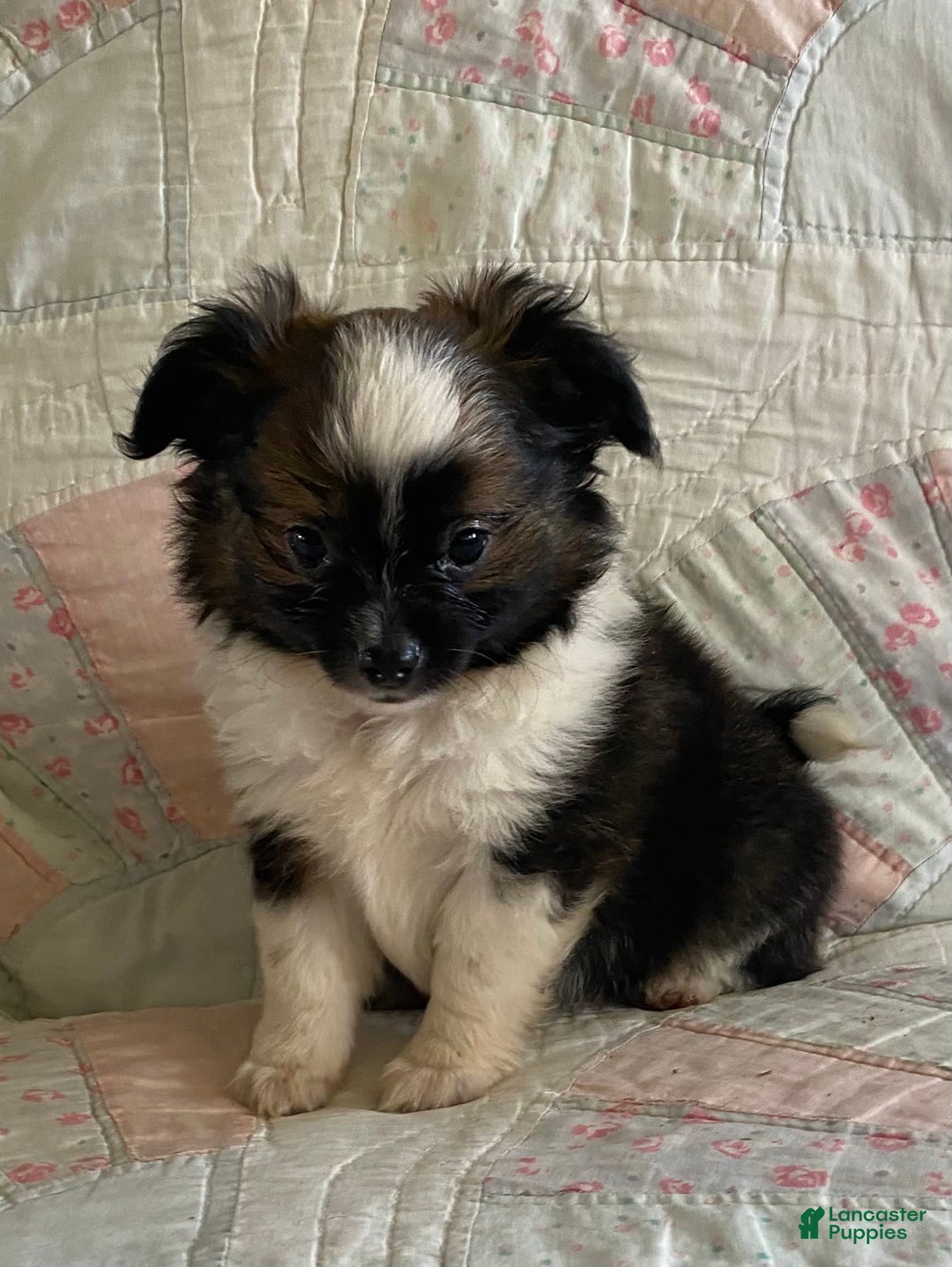 Pomchi dogs for sale: Taner - Image 7