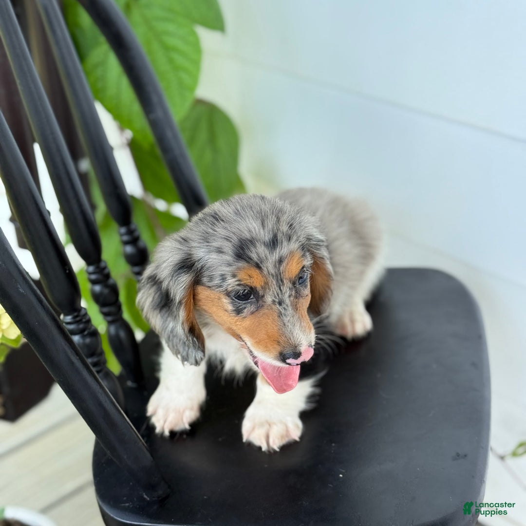 Miniature Dachshund dogs for sale: Miniature Dachshund 7 puppies - Image 4