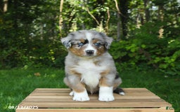 Australian Shepherd dogs for sale: Adrian - Image 3