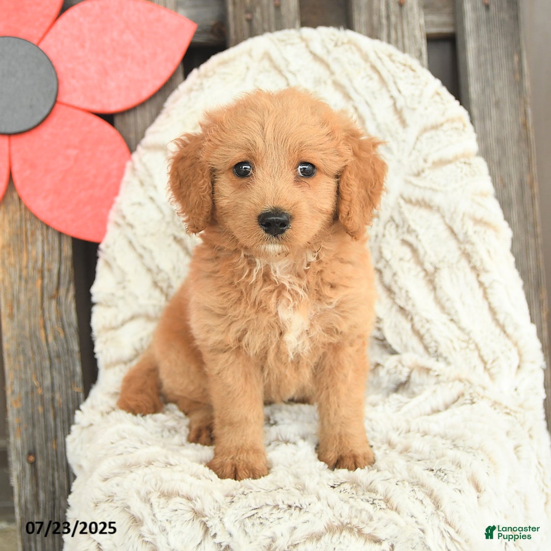 Mini Goldendoodle dogs for sale: Molly - Image 4