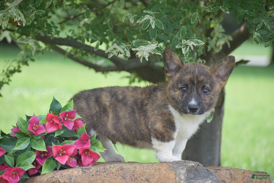 Welsh Corgi Pembroke dogs for sale: Rusty - Image 1