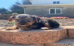Yorkshire Terrier dogs for sale: Dallas - Image 9