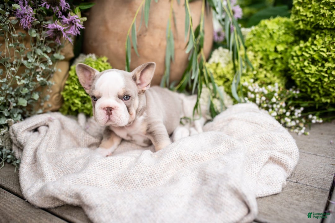French Bulldog dogs for sale: Legend - Image 4