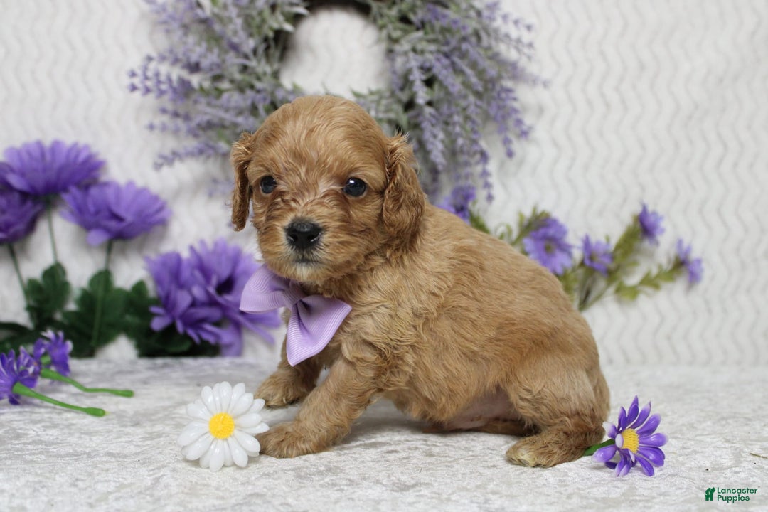 Cavapoo dogs for sale: Phoenix - Image 40