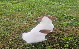 Jack Russell Terrier dogs for sale: Jack Russell Terrier 3 puppies - Image 8