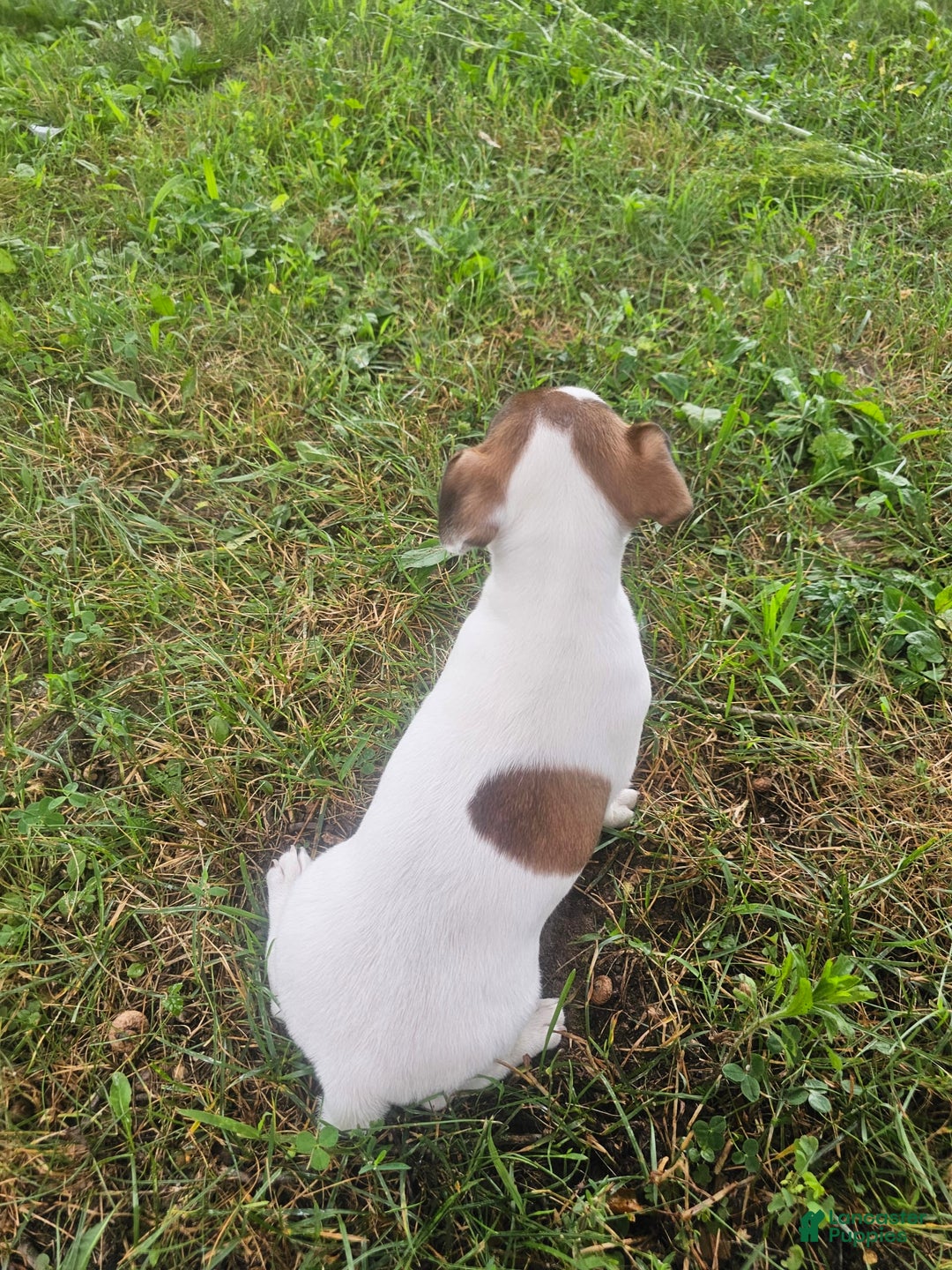 Jack Russell Terrier dogs for sale: Jack Russell Terrier 3 puppies - Image 8