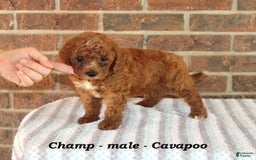 Cavapoo dogs for sale: Champ - Image 3
