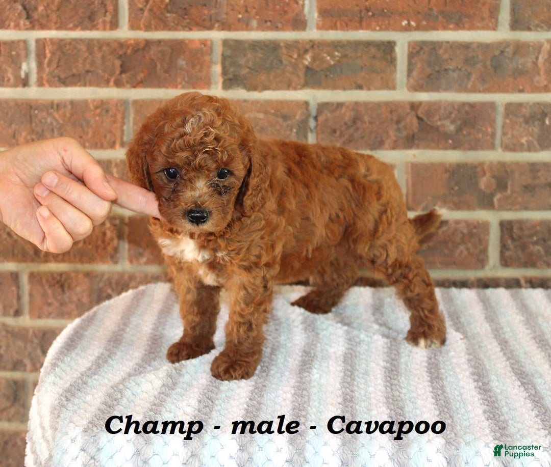 Cavapoo dogs for sale: Champ - Image 3
