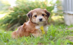 Morkie dogs for sale: Randy - Image 8