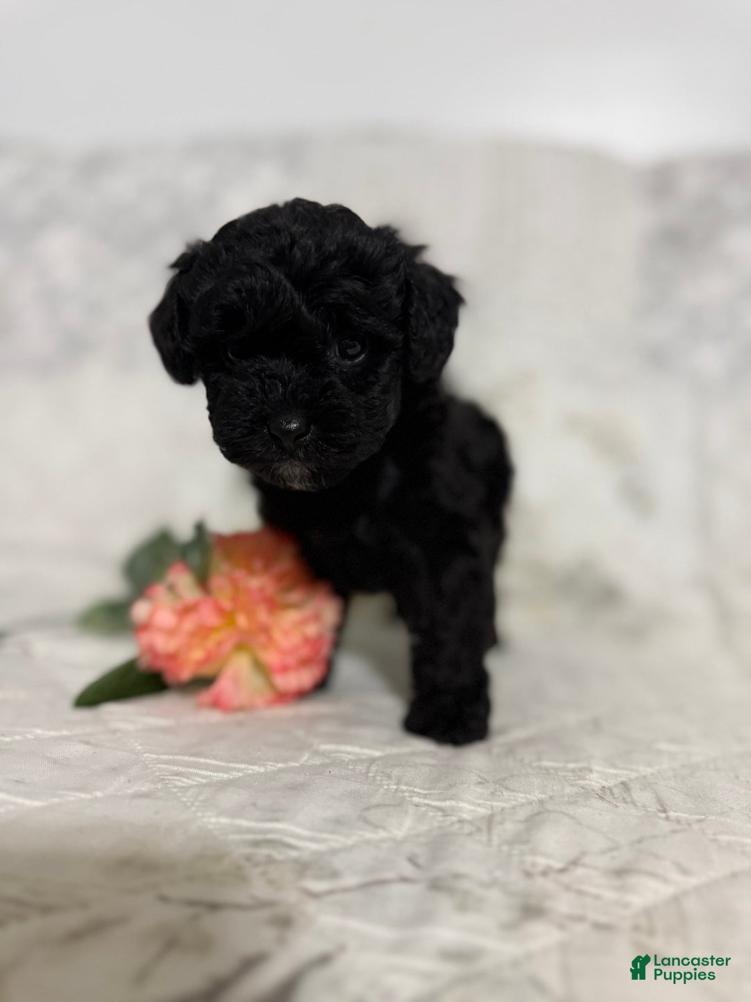 Shihpoo dogs for sale: Lucky - Image 3