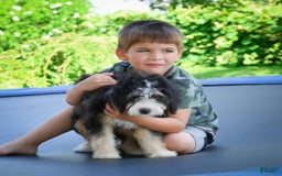 Mini Bernedoodle dogs for sale: Missy - Image 3
