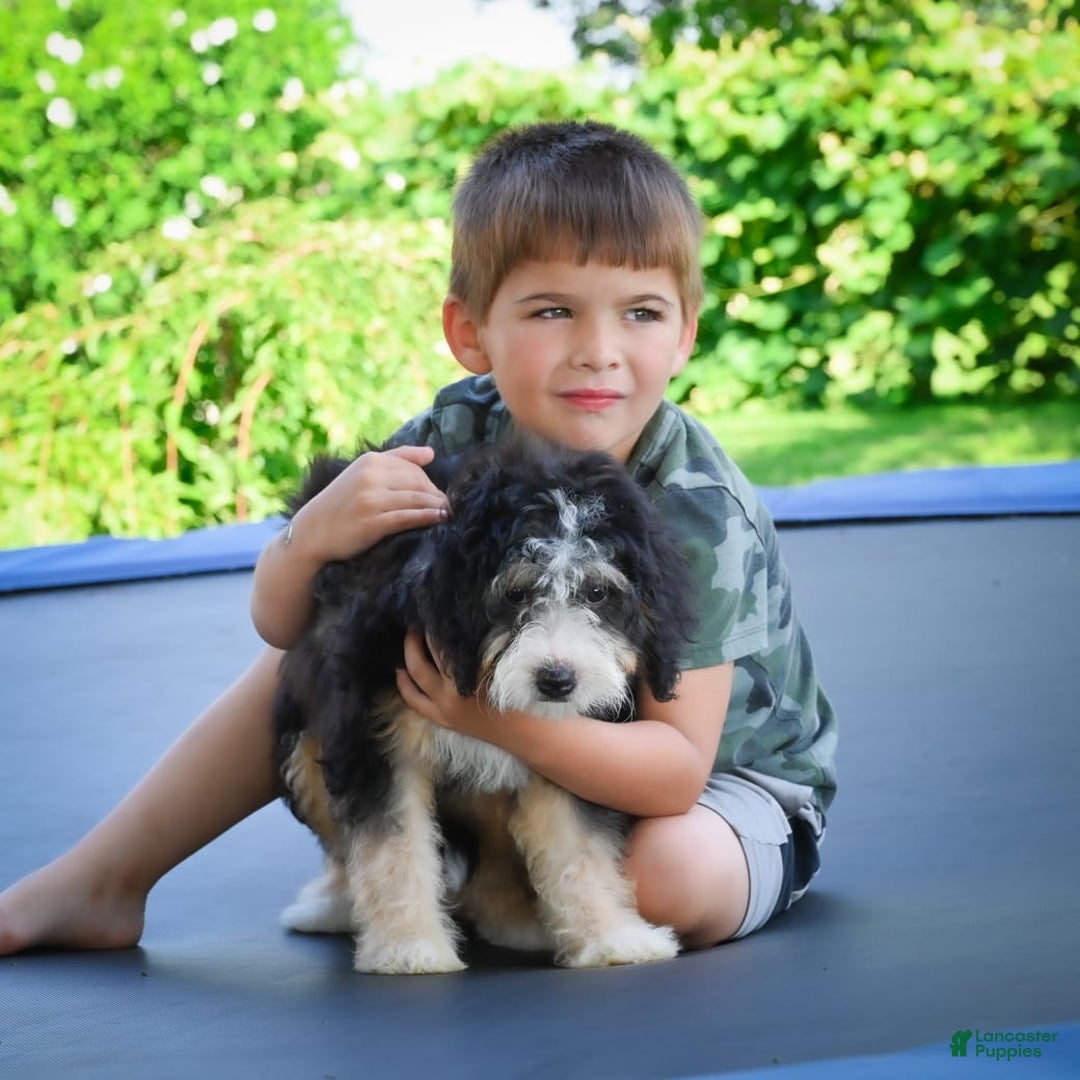 Mini Bernedoodle dogs for sale: Missy - Image 3