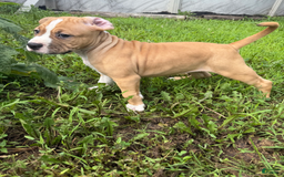 American Pit Bull Terrier dogs for sale: Helga - Image 21