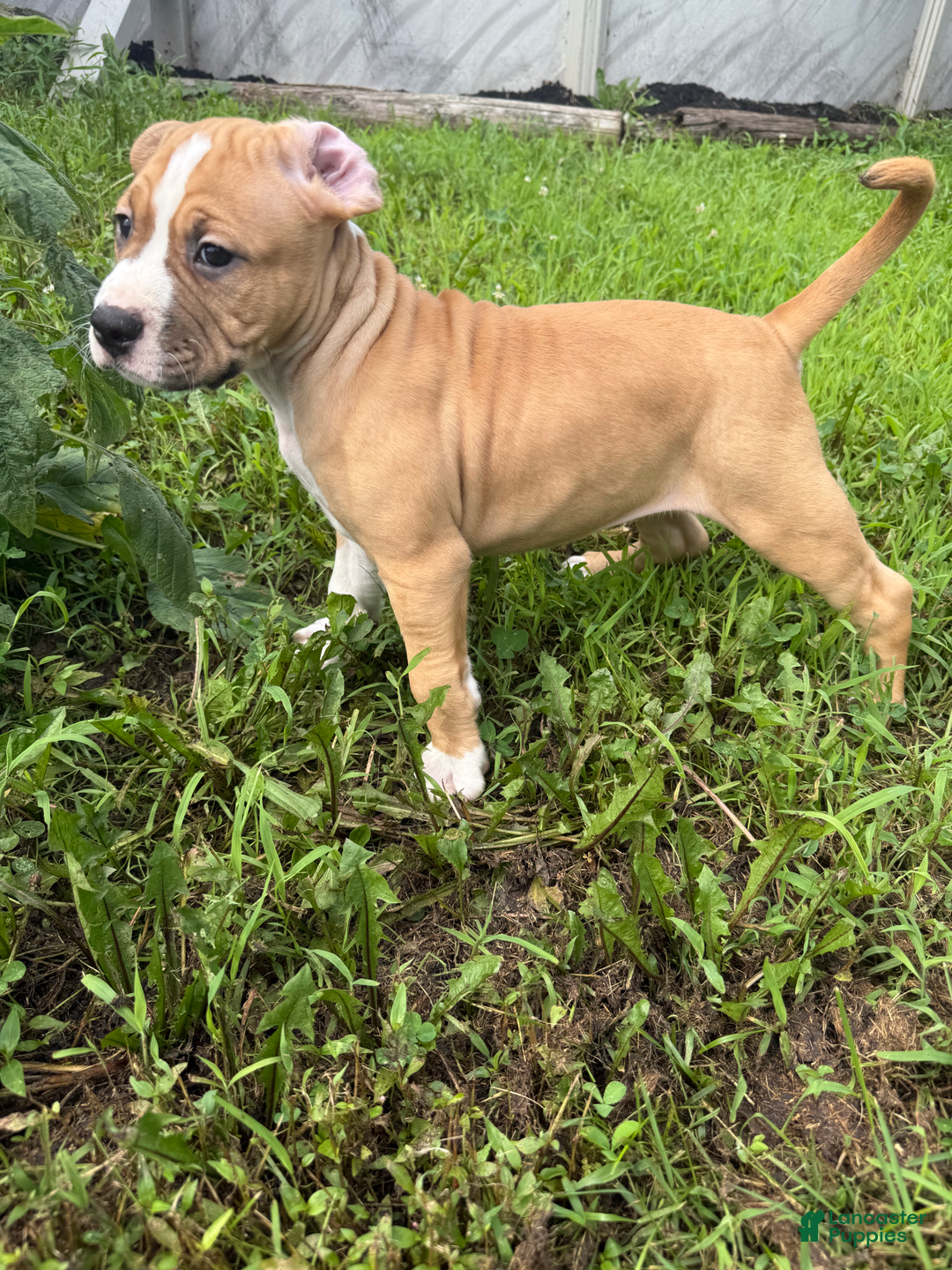 American Pit Bull Terrier dogs for sale: Helga - Image 21