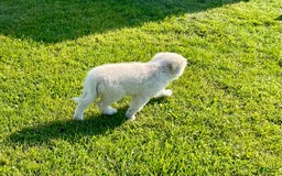 Maremma Sheepdog dogs for sale: Gem - Image 1