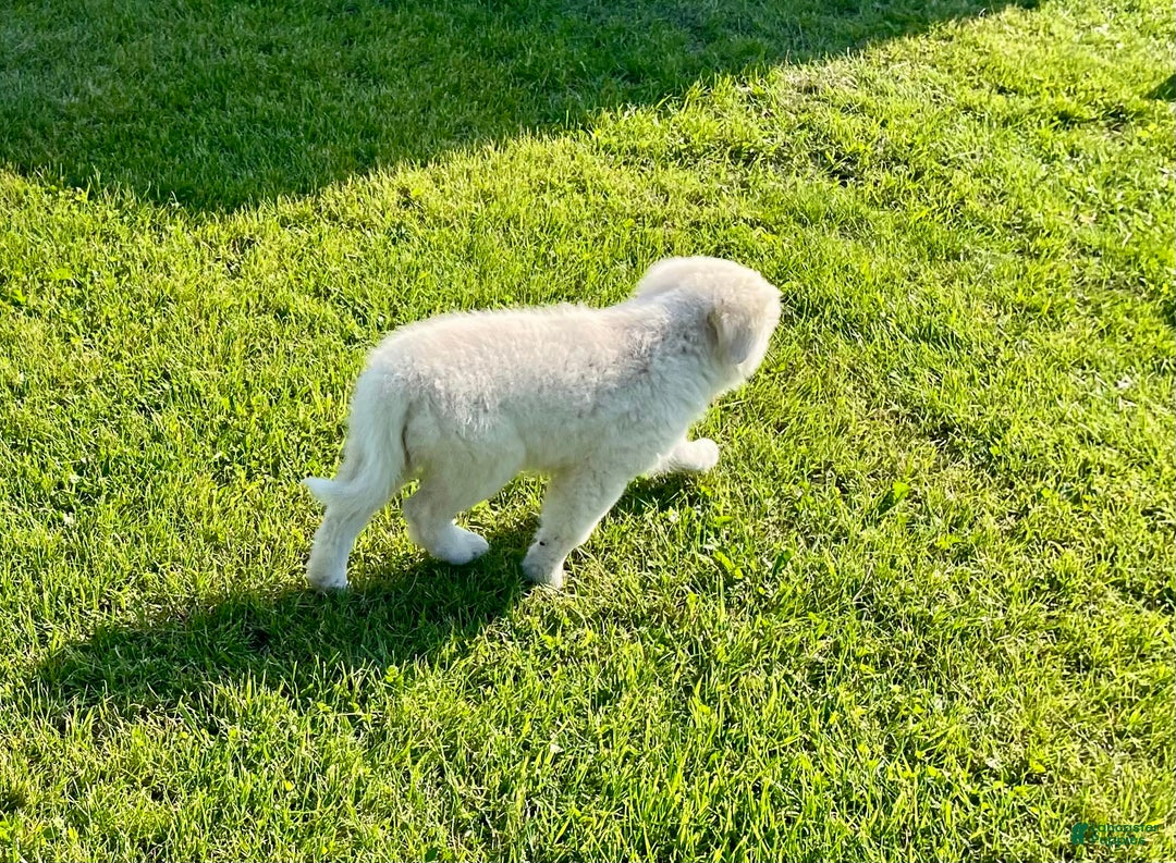 Maremma Sheepdog dogs for sale: Gem - Image 1