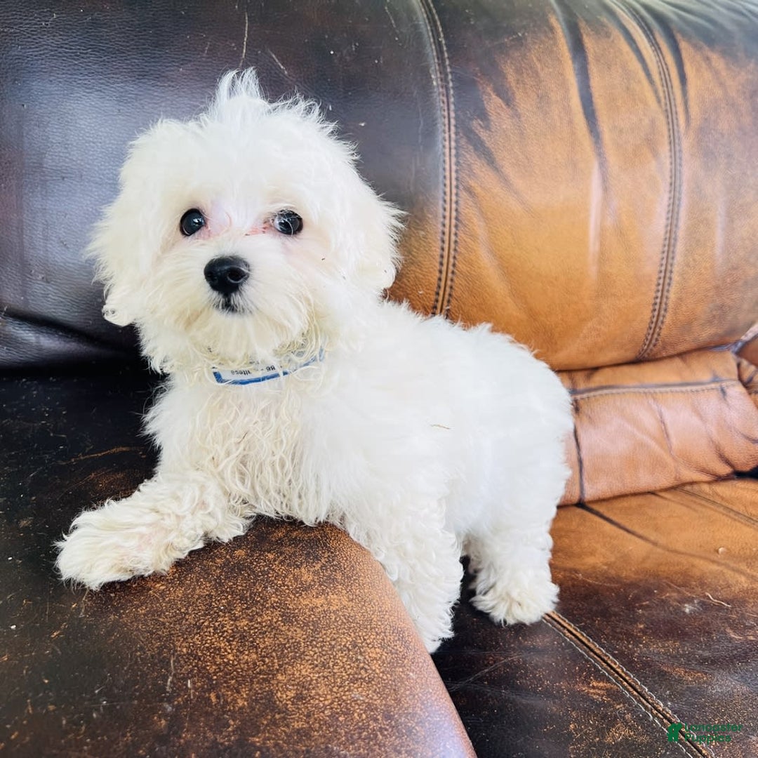 Maltese dogs for sale: Beau - Image 14