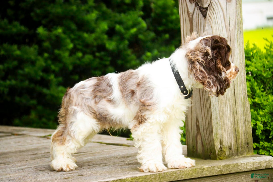 Cocker Spaniel dogs for sale: Beckham - Image 25