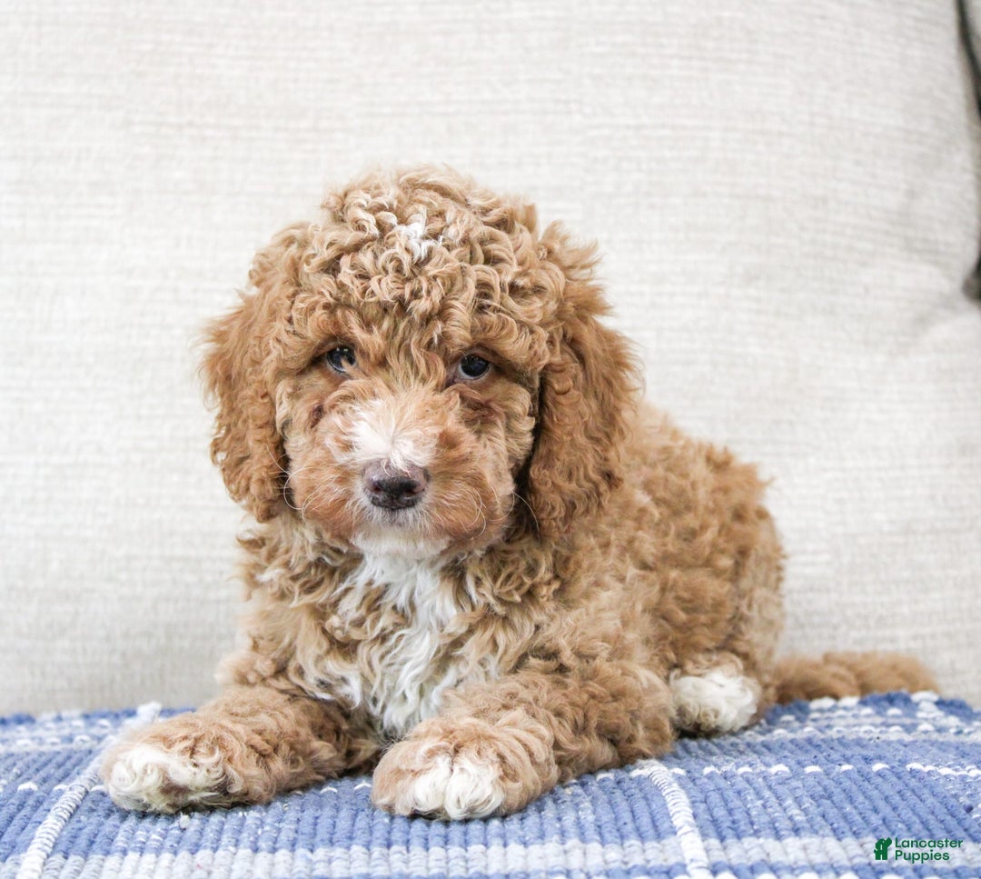 Miniature Poodle dogs for sale: Knox - Image 7