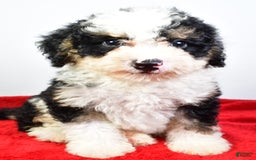 Mini Bernedoodle dogs for sale: Walker - Image 3