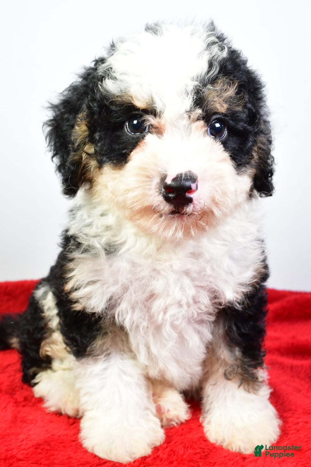 Mini Bernedoodle dogs for sale: Walker - Image 3