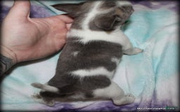 Chihuahua dogs for sale: Cedro - Image 5