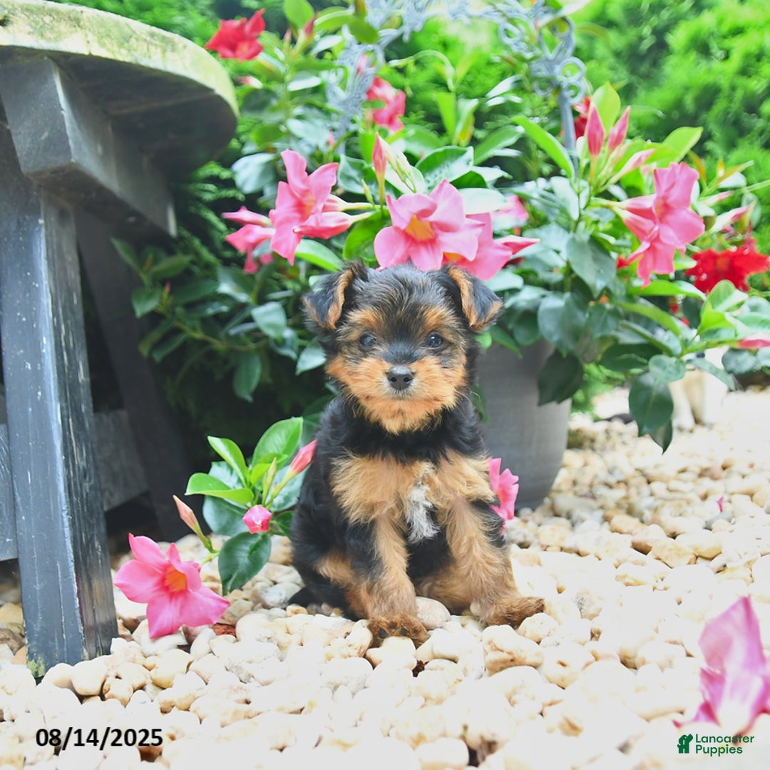 Yorkiepoo dogs for sale: Peter - Image 2