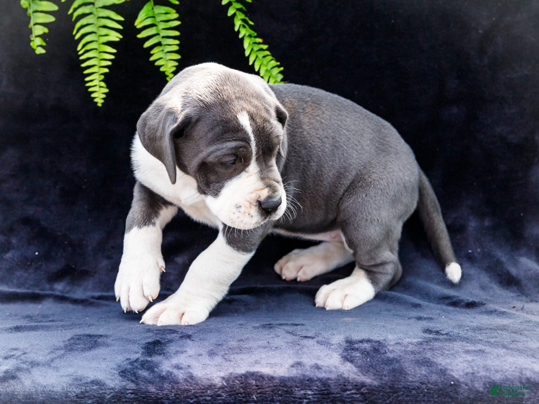 Great Dane dogs for sale: Missy - Image 23