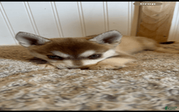 Alaskan Klee Kai dogs for sale: Green Collar - Image 1