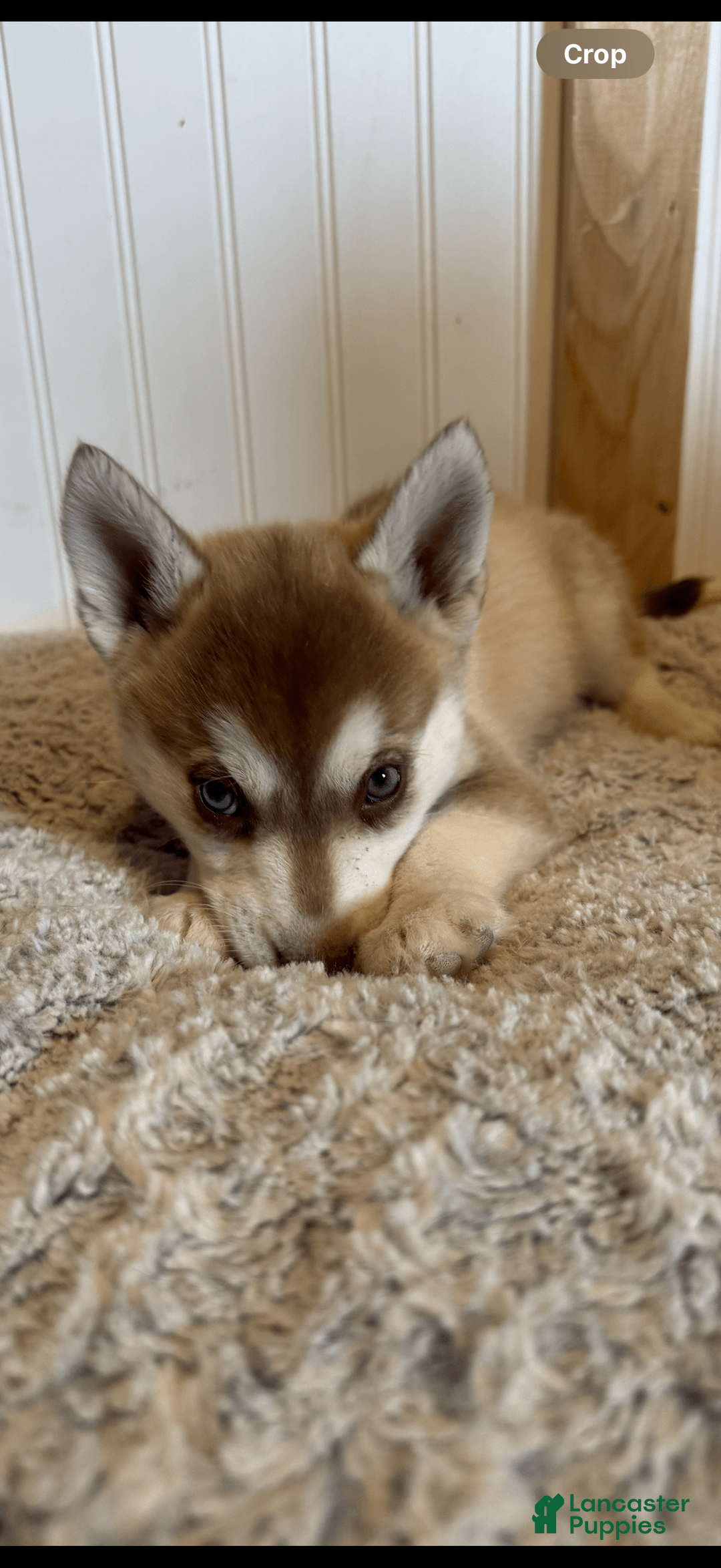 Alaskan Klee Kai dogs for sale: Green Collar - Image 1