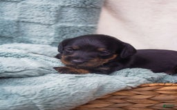 Doxiepoo dogs for sale: Bingo - Image 2