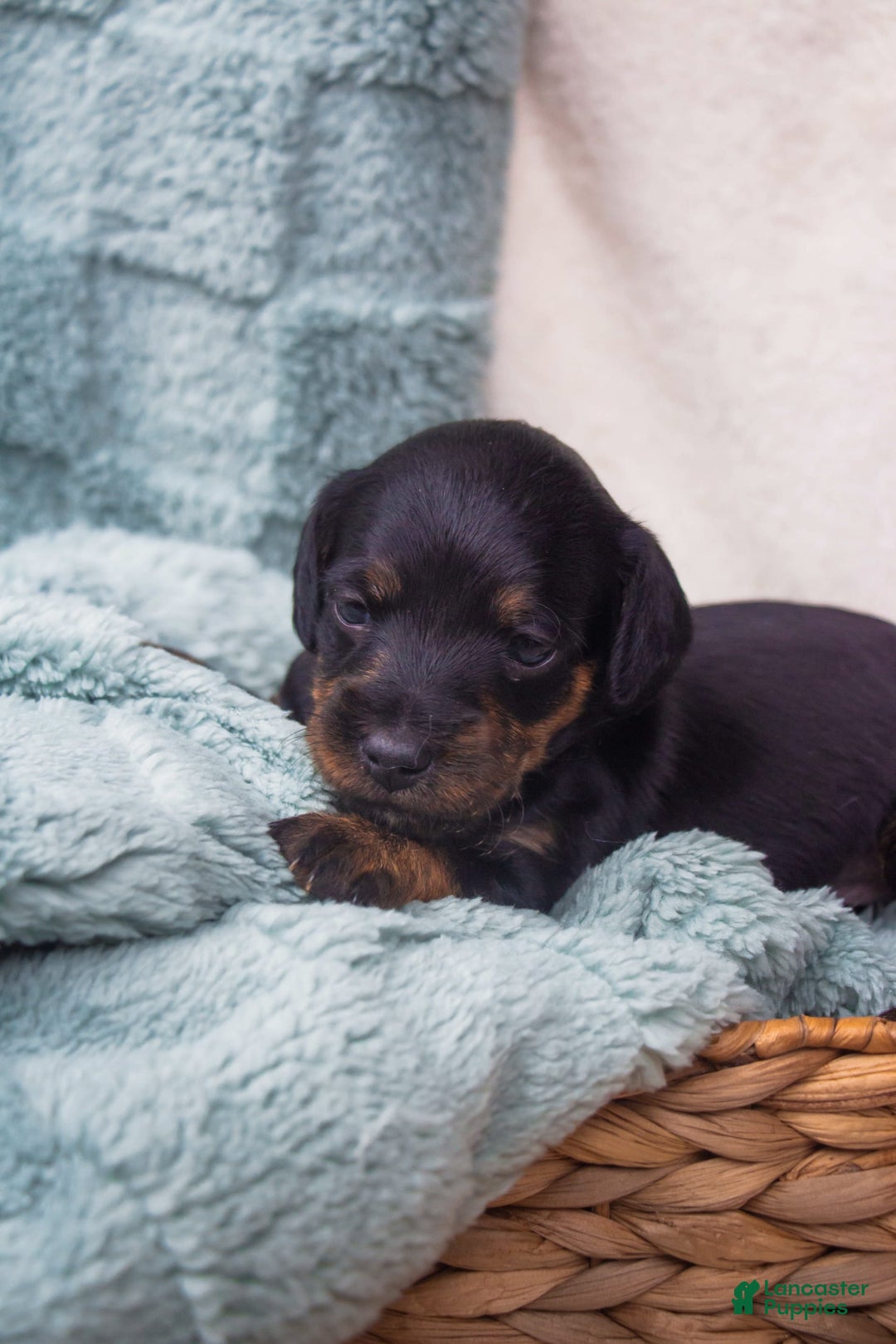 Doxiepoo dogs for sale: Bingo - Image 2