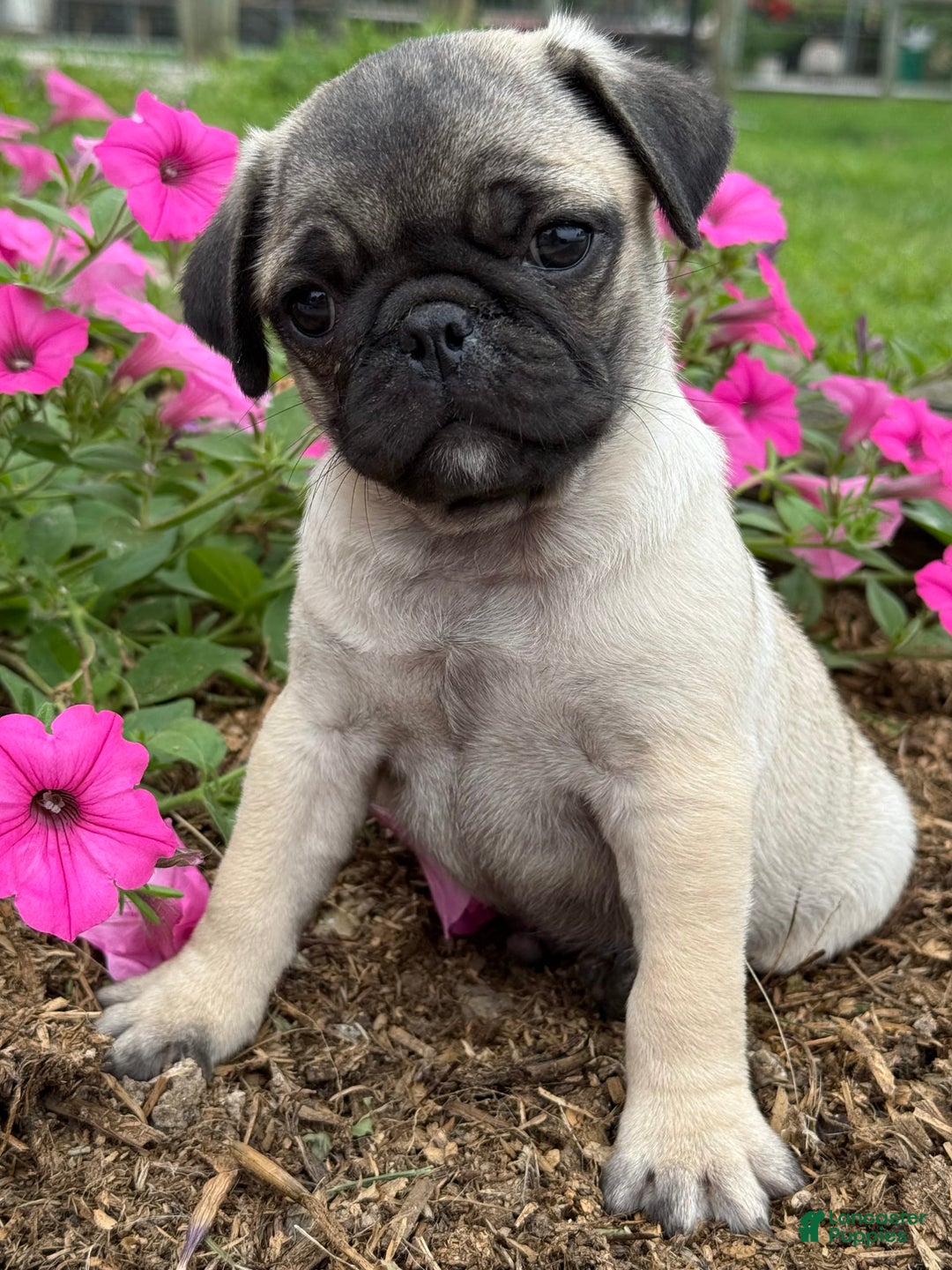 Pug dogs for sale: Puggles - Image 2